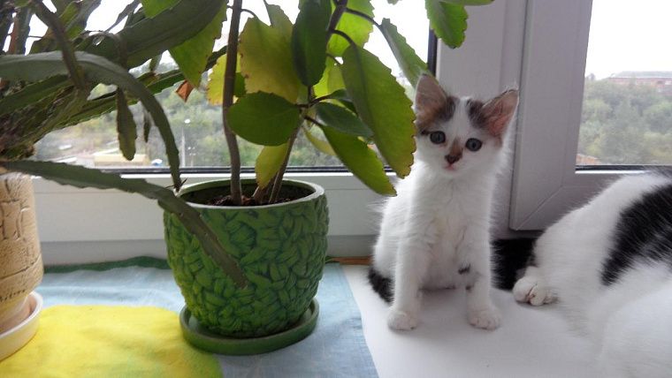 забавный подкидыш