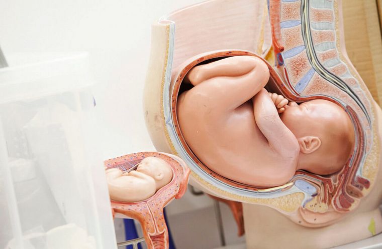 Короткая шейка матки при беременности: причины и лечение