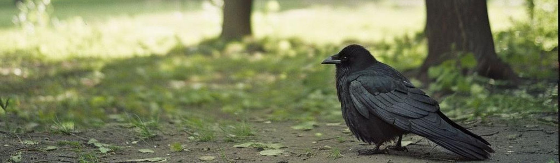 Операция по спасению воронёнка