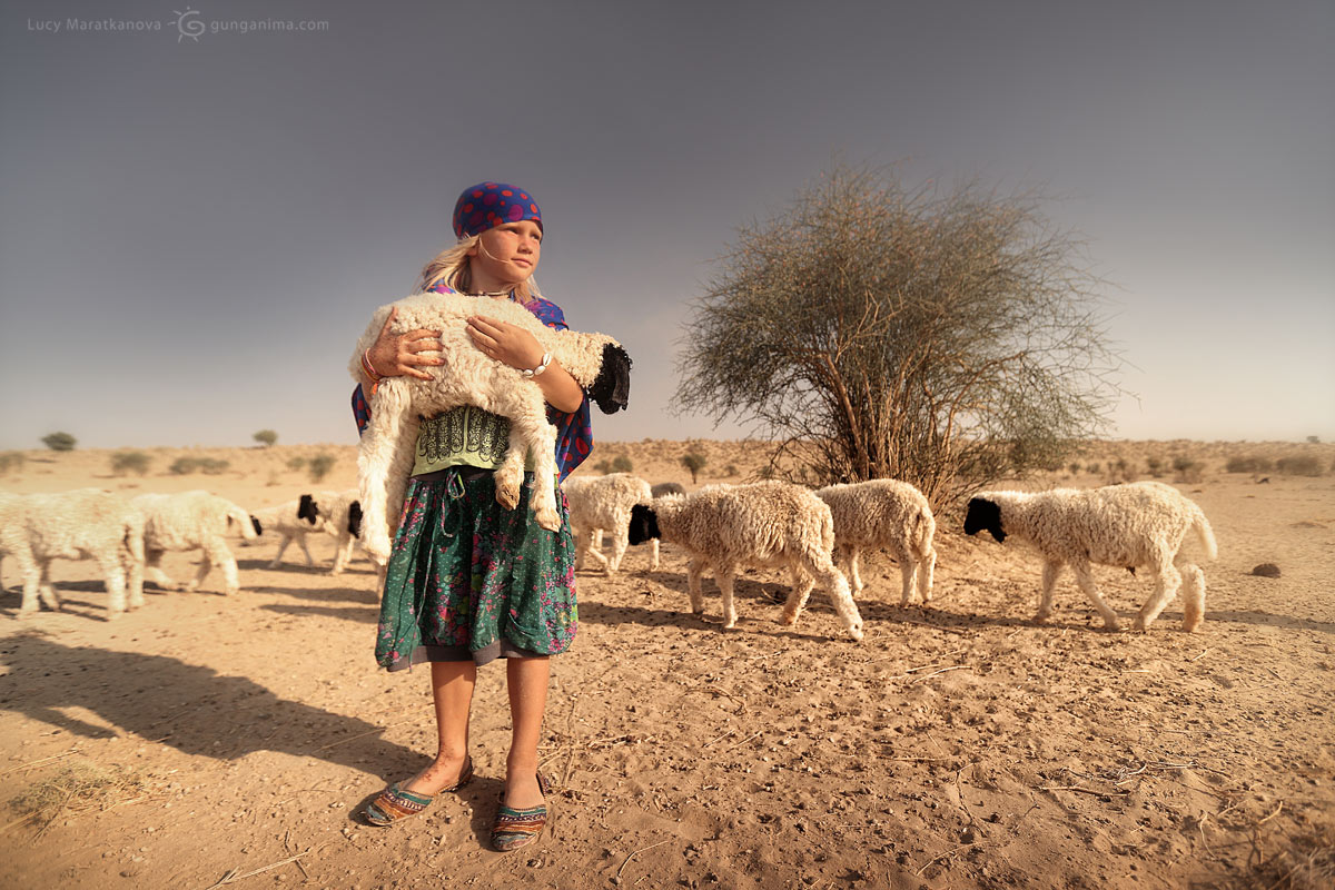 Маленькая разбойница «ворует» ягненка из стада в деревушке, затерянной в песках пустыни Тар, Индия (Амелии 6 лет)